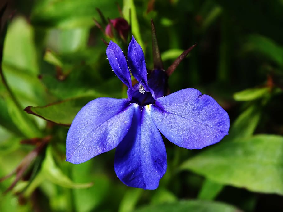 flower, blooming, blue, grass, macro, ears, saturation, blossom HD wallpaper