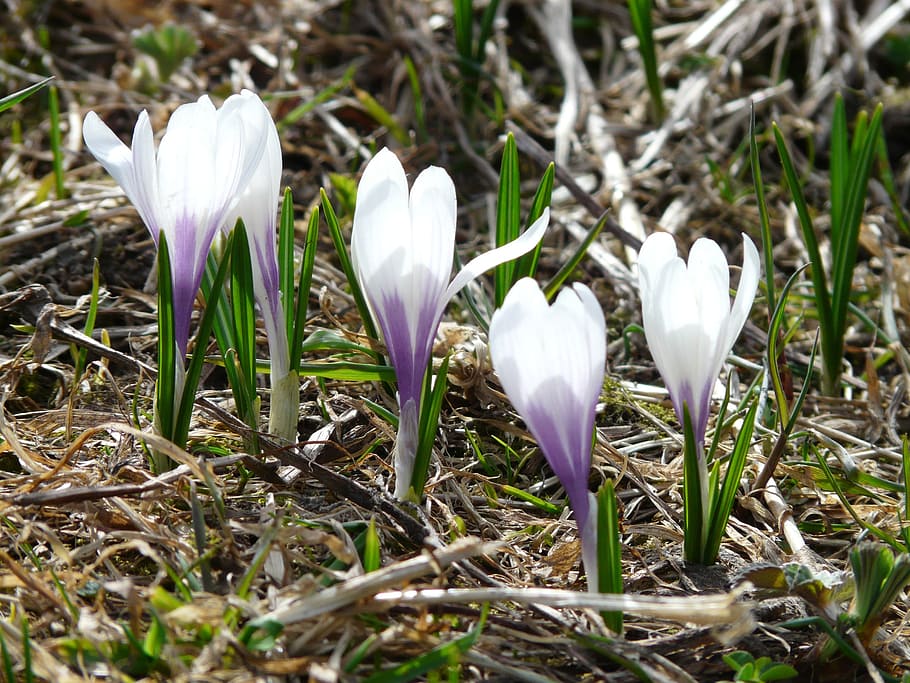 Spring Crocus, White, blue, purple, flowers, blossom, bloom, HD wallpaper