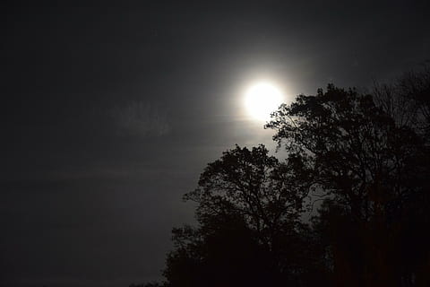 night, moon, trees, moonlight, sky, shadow, nature, silhouette HD wallpaper