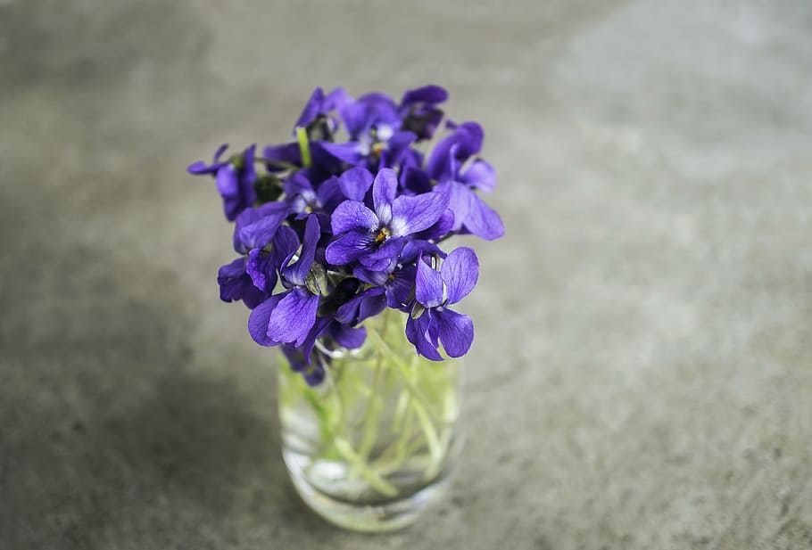 violets, flower, spring, macro, nature, garden, plant, flowering plant HD wallpaper