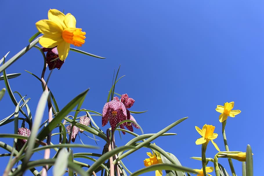 Flower, Daffodil, Flora, Yellow, Sky, spring, narcissus, plant HD wallpaper