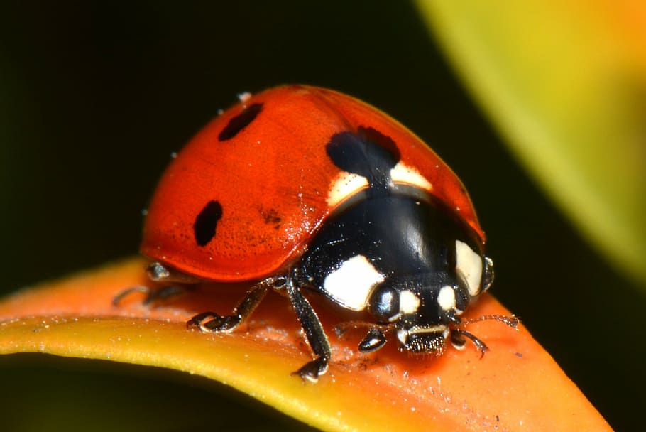 ladybug on leaf, nature, animal themes, animals in the wild HD wallpaper