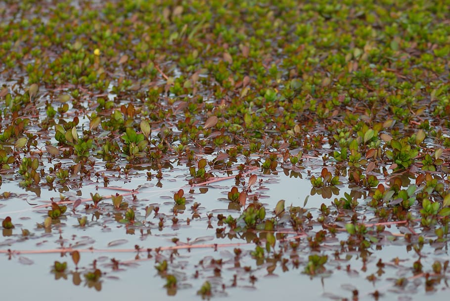 water, nature, river, plant, growth, flower, selective focus HD wallpaper