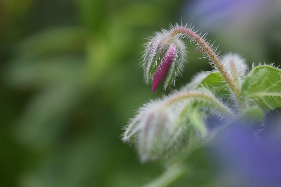 borage, bud, borretschblüte, flower, wild herbs, plant, growth HD wallpaper