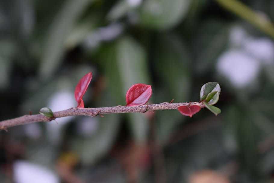 branch, leaf, aesthetic, tree, spring, nature, green, forest HD wallpaper