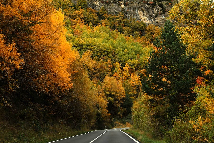 black asphalt road between tree, forest, trees, autumn, nature HD wallpaper
