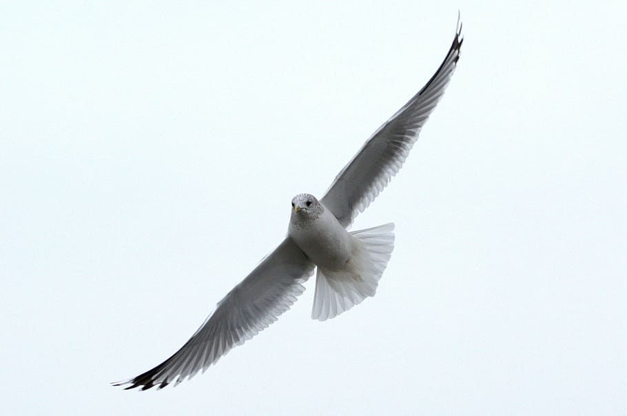 herring gull, seagull, larus, bird, laridae, north sea, seevogel HD wallpaper