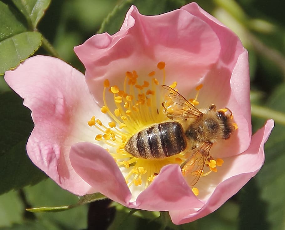 bee, insect bloom, macro, nature, spring, flower, flowering plant HD wallpaper