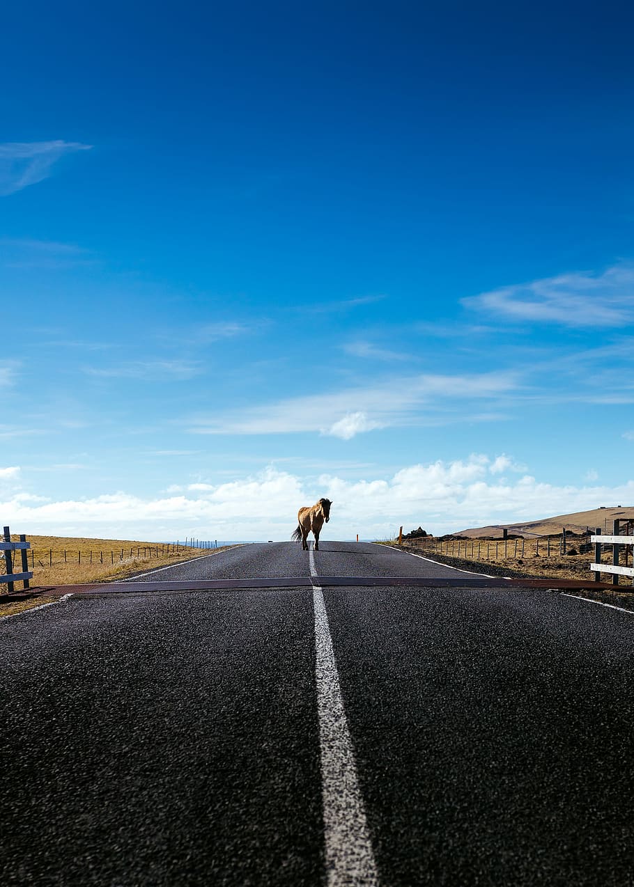 horse walking on road, photo of brown horse on roadway, route
