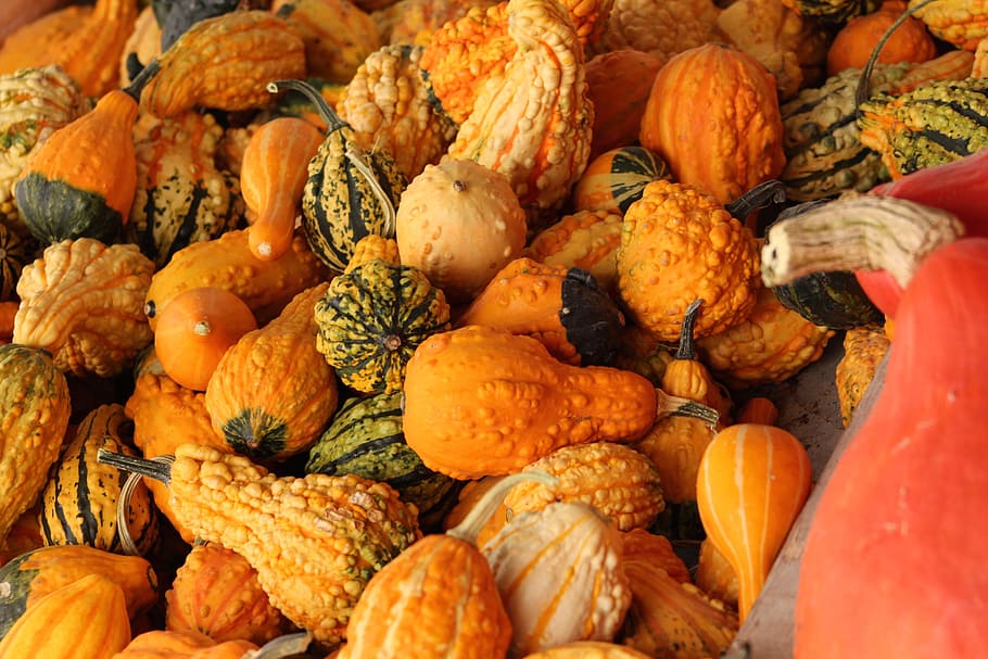 gourds, fall, harvest, food and drink, healthy eating, large group of objects HD wallpaper