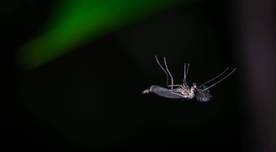 insect, macro, animal themes, one animal, animal wildlife, animals in the wild HD wallpaper