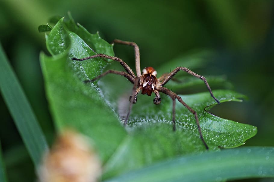 arachnid, insect, spider, close, arachne, legs, leaf, plant part HD wallpaper