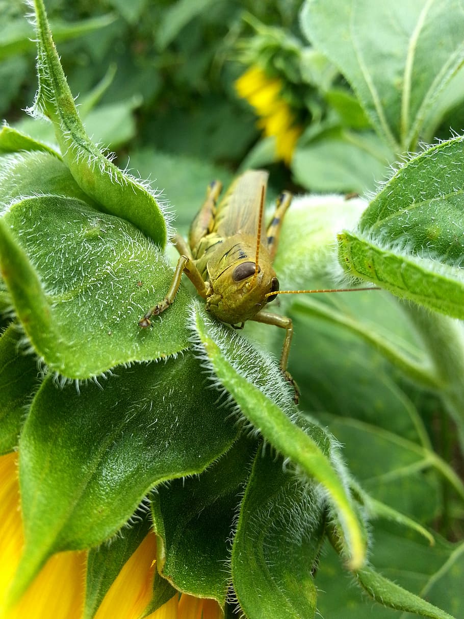 green grasshopper on green leaf, shallow, focus, photography, HD wallpaper