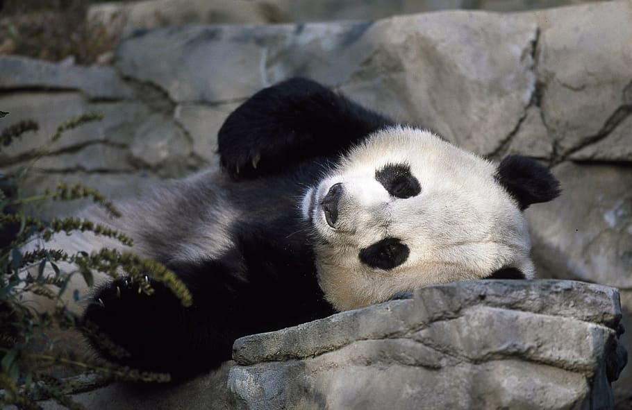 photography of panda, bear, zoo, cute, wildlife, china, asia HD wallpaper