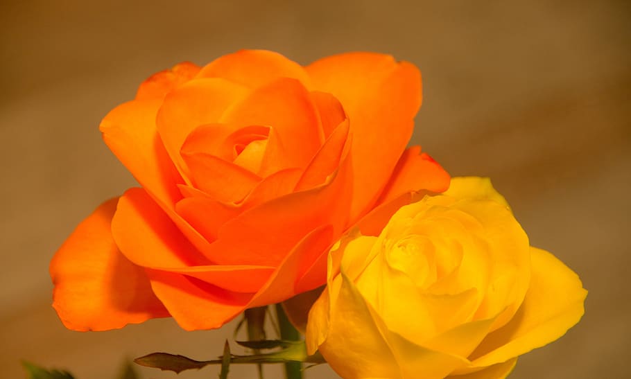 flower, rose, romance, nature, love, orange, yellow, red, bouquet of flowers, HD wallpaper