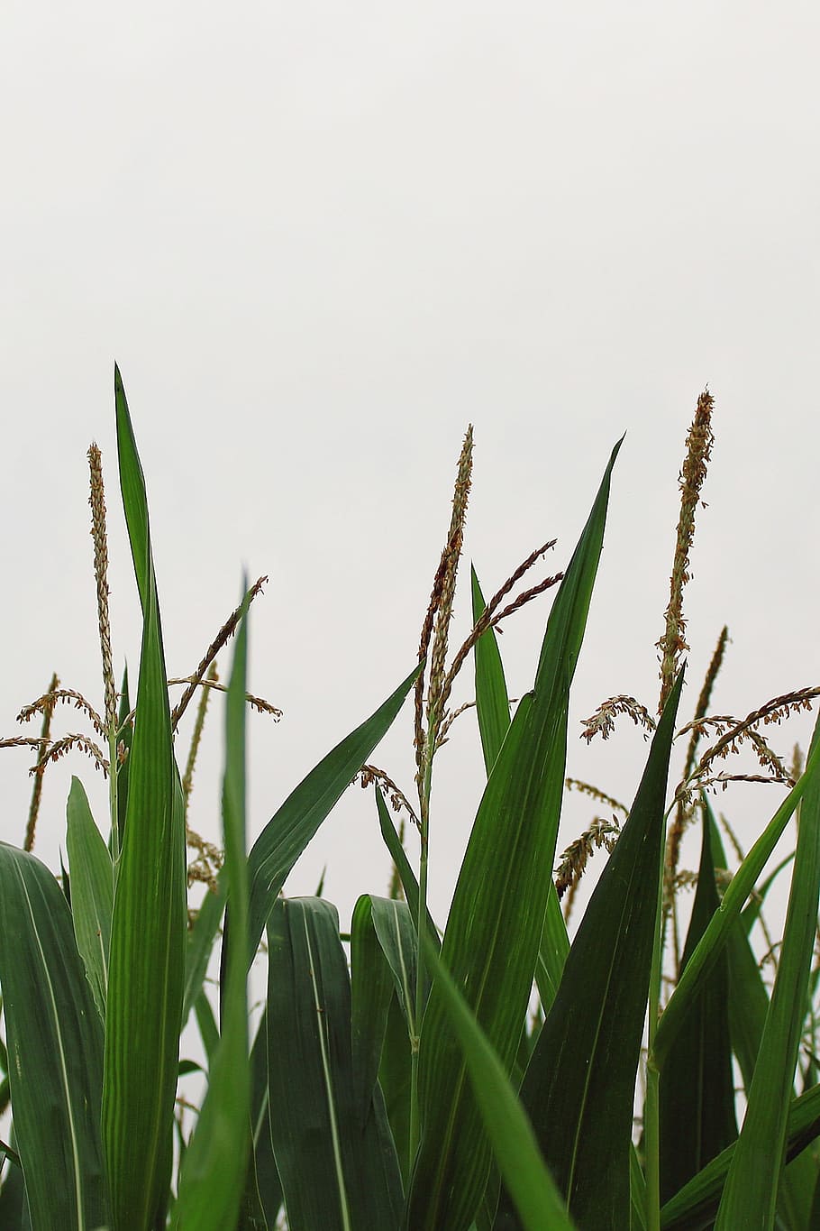 Corn, Cornfield, Agriculture, plant, green, fodder maize, cereals HD wallpaper