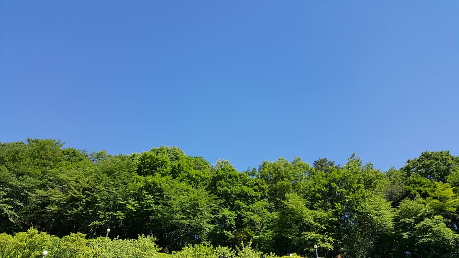 sky, autumn sky, forest, tree, plant, clear sky, blue, green color HD wallpaper