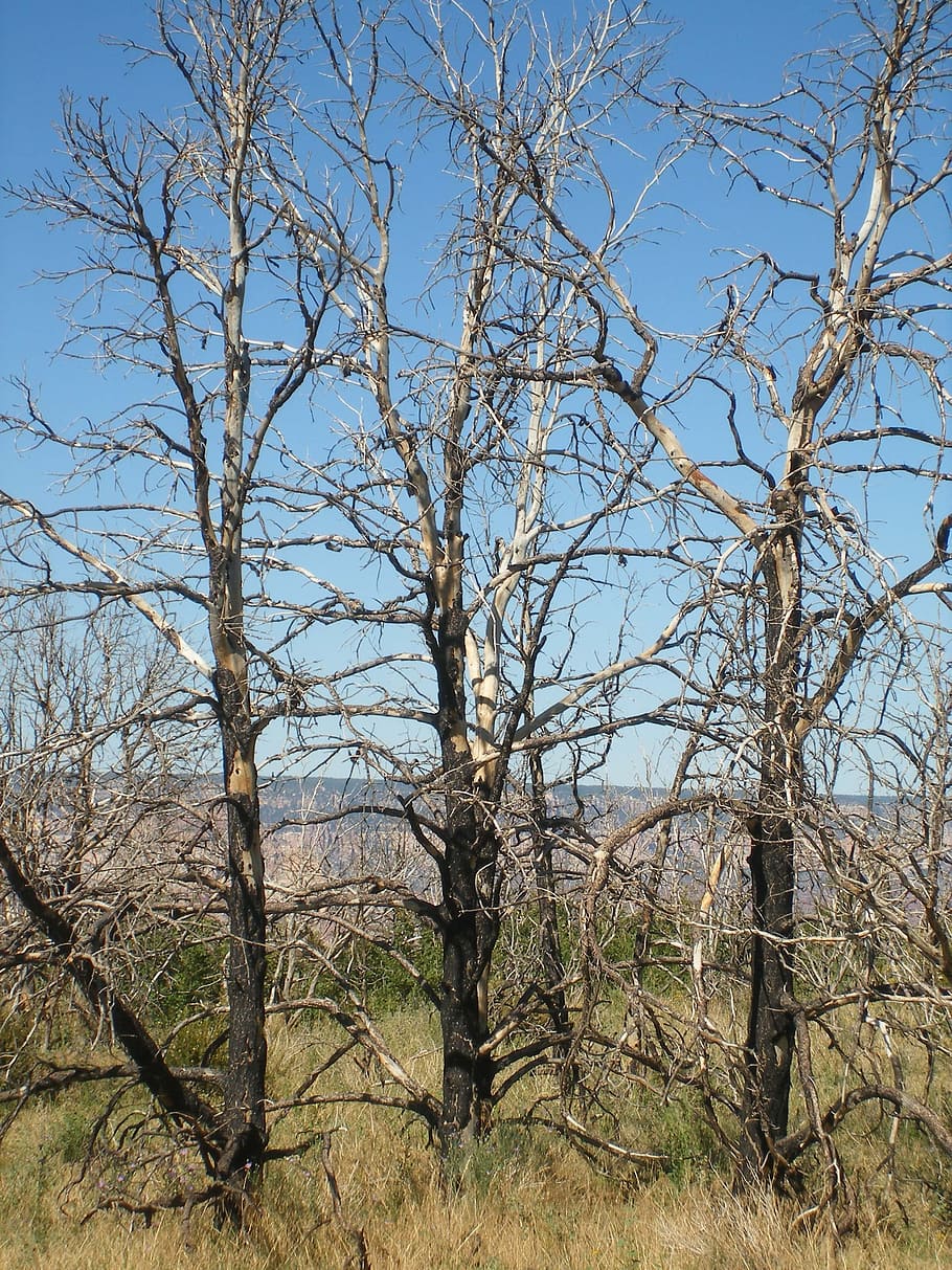 Trees, Nature, Old, Trunk, Dead, three, bare tree, day, no people HD wallpaper