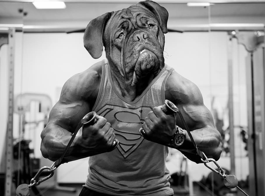 bodybuilder in gray tank top, bordeaux, french, dog, mastiffs