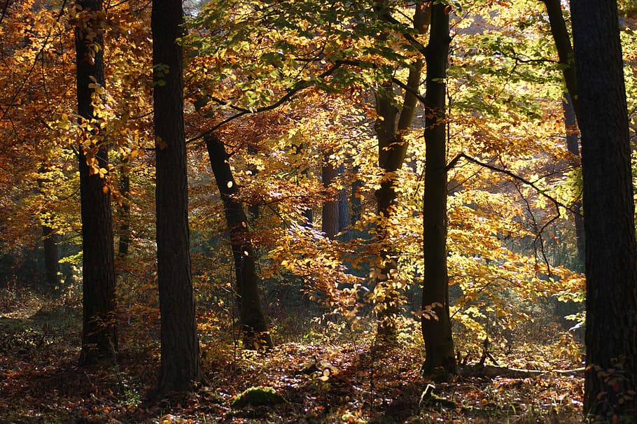 autumn, forest, trees, away, nature, leaves, fall color, fall foliage HD wallpaper