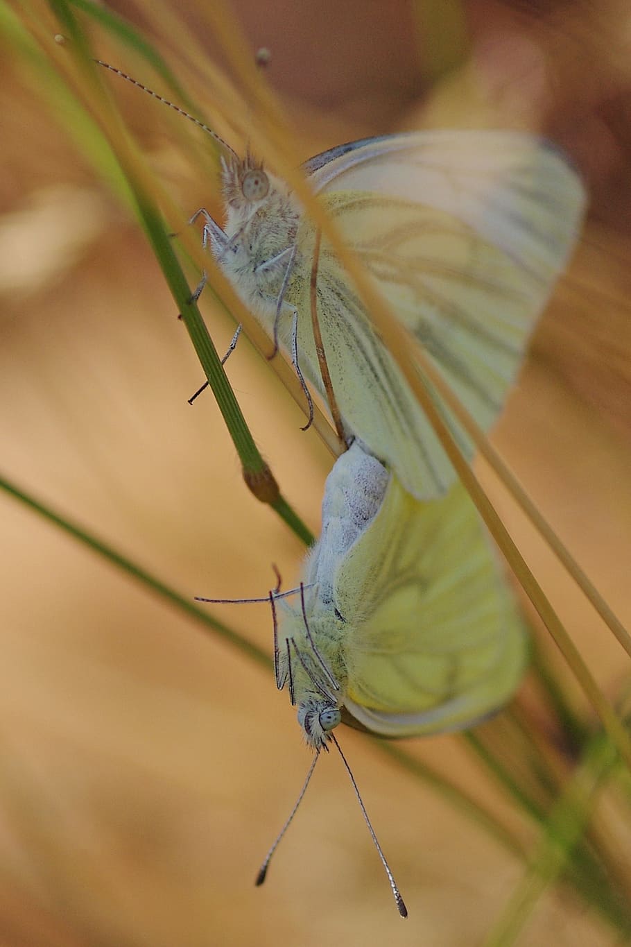 butterfly, white, insect, pairing, nature, copulate, couple HD wallpaper