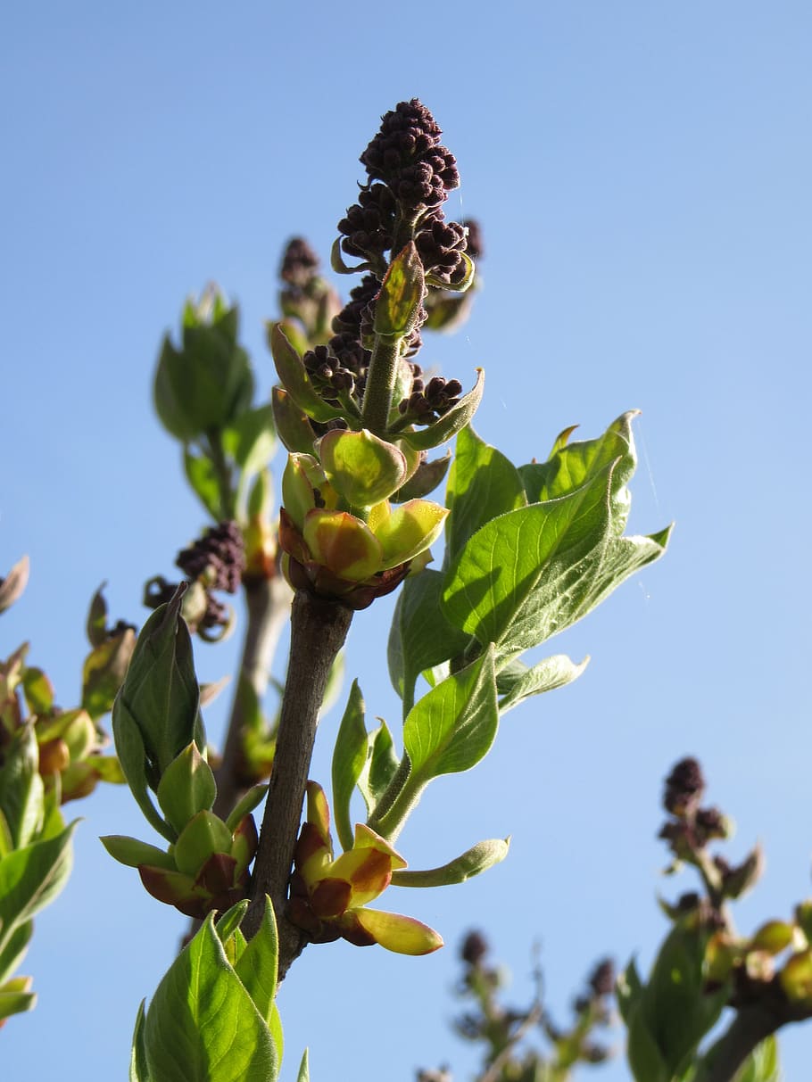 plant, sky, green, blue, nature, close up, growth, flower, flowering plant HD wallpaper