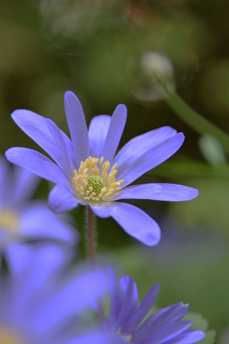 flowers, spring, bokeh, cut out, purple, plant, close, nature HD wallpaper
