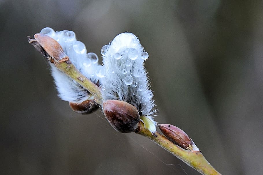 close-up photo of petaled flower with dew, willow catkins, dewdrop HD wallpaper