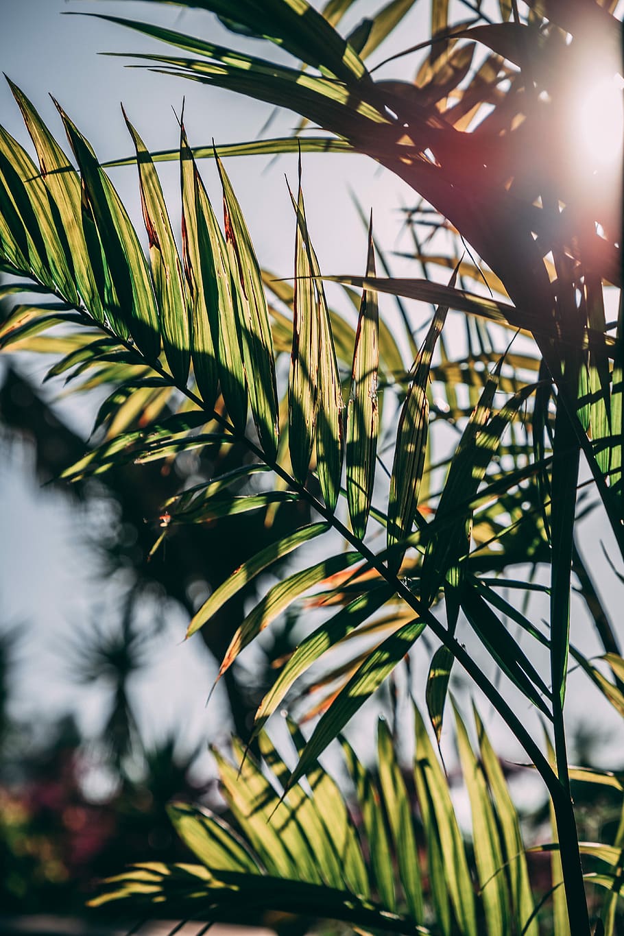 green leafed plant during daytime, photography of leafed plant HD wallpaper