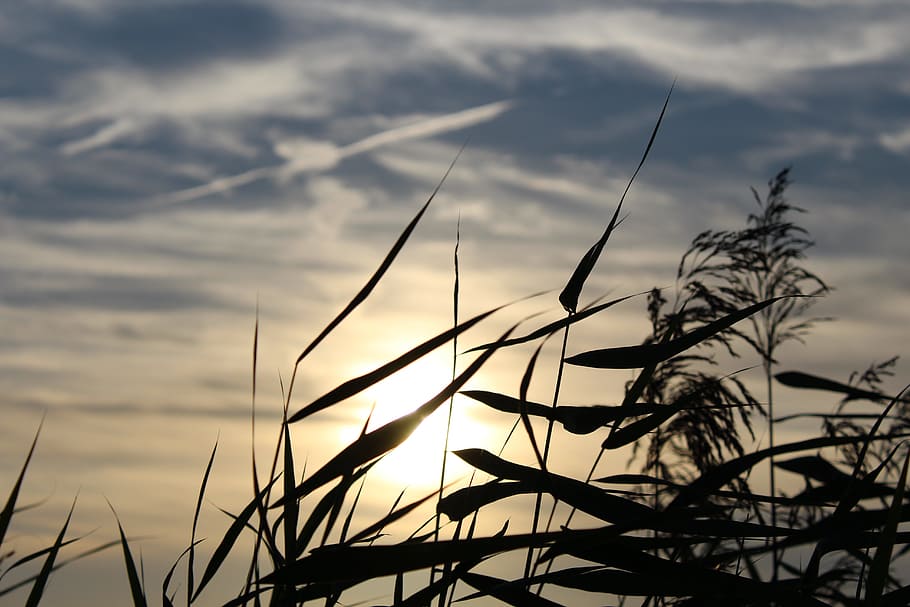 sunset, abendstimmung, clouds, sky, background, evening sky HD wallpaper