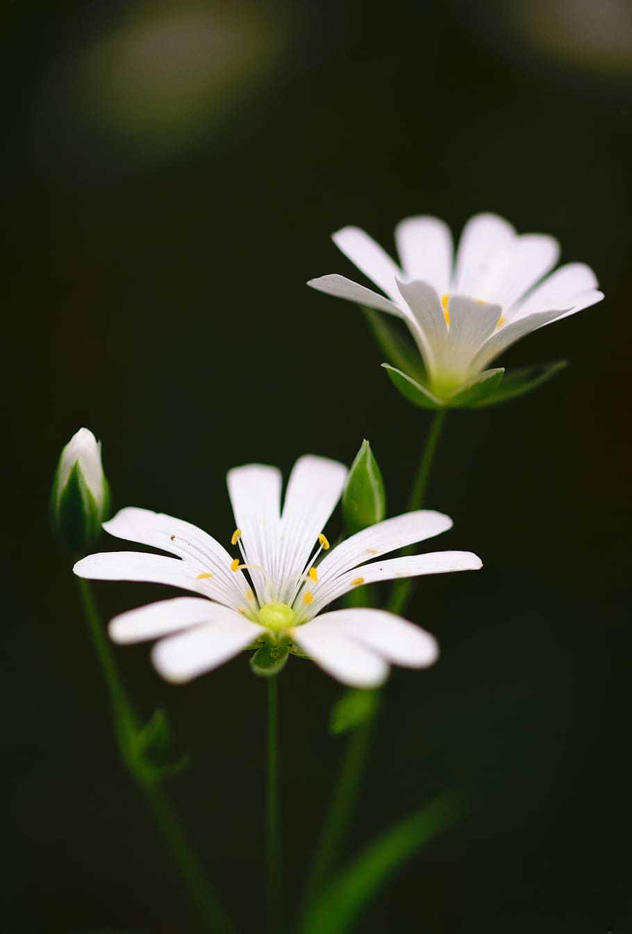 close-up selective focus photo of white petaled flowers, Abstract, HD wallpaper