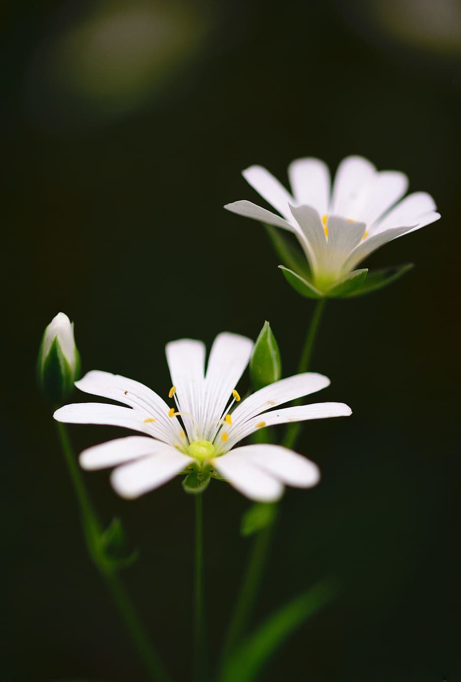 nature, field, flowers, garden, background, beautiful, beauty HD wallpaper