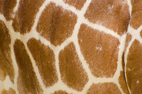 beige and brown giraffe skin, pattern, profile, isolated, neck HD wallpaper