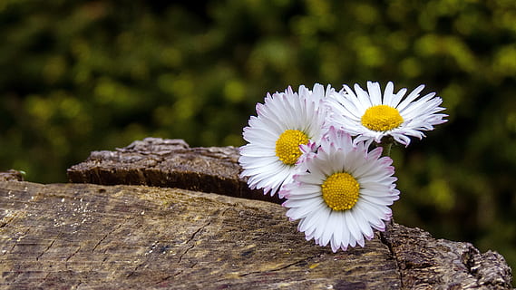 three daisy flowers on wood surface, white, close, plant, nature HD wallpaper