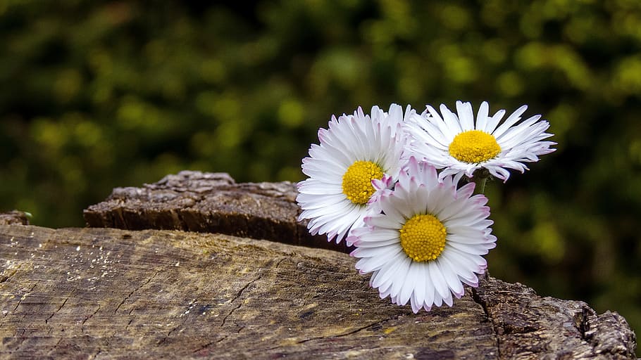 HD wallpaper: three daisy flowers on wood surface, white, close, plant ...
