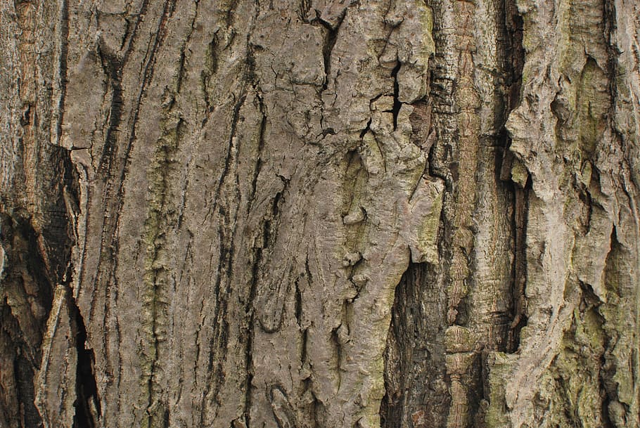 wood, strain, bark, tree, nature, wood - Material, backgrounds HD wallpaper