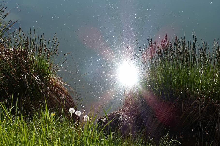 Sun, Reflection, Water, Bank, Grass, nature, day, no people HD wallpaper
