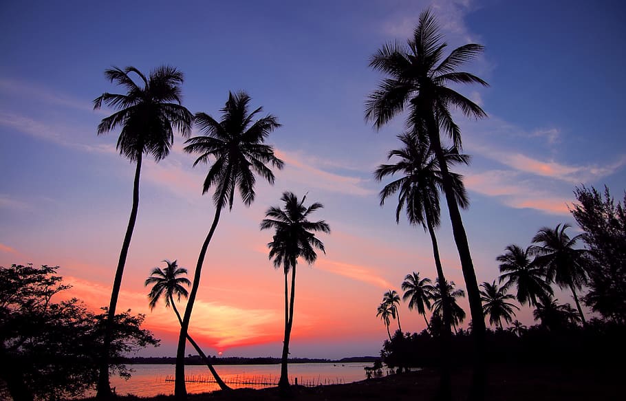 dawn, landscape, nature, sky, clouds, dusk, idyllic, palm trees HD wallpaper