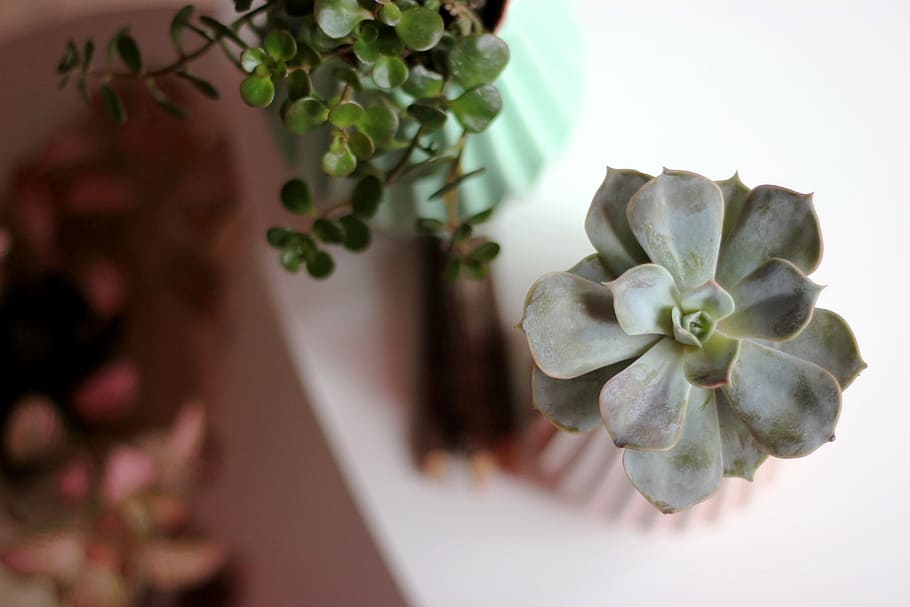 Plants, green succulent, cacti, cactus, home, flower, flowering plant HD wallpaper