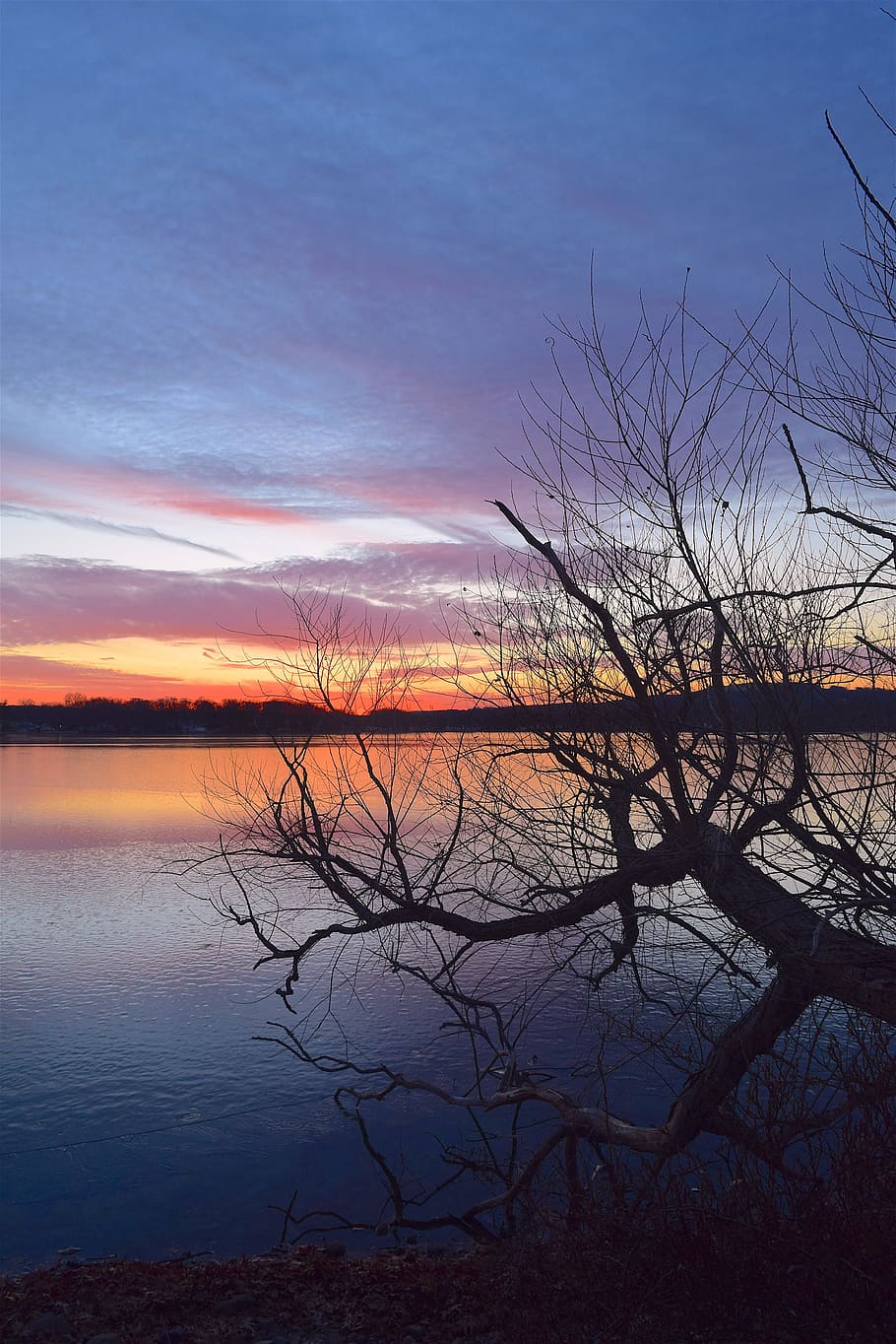 bare tree beside body of water, lake, sunset, ice, clouds, branches HD wallpaper