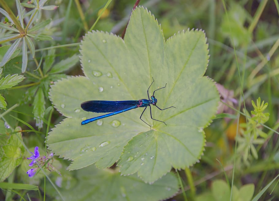 dragonfly, sheet, summer, macro, leaves, grass, nature, greens HD wallpaper