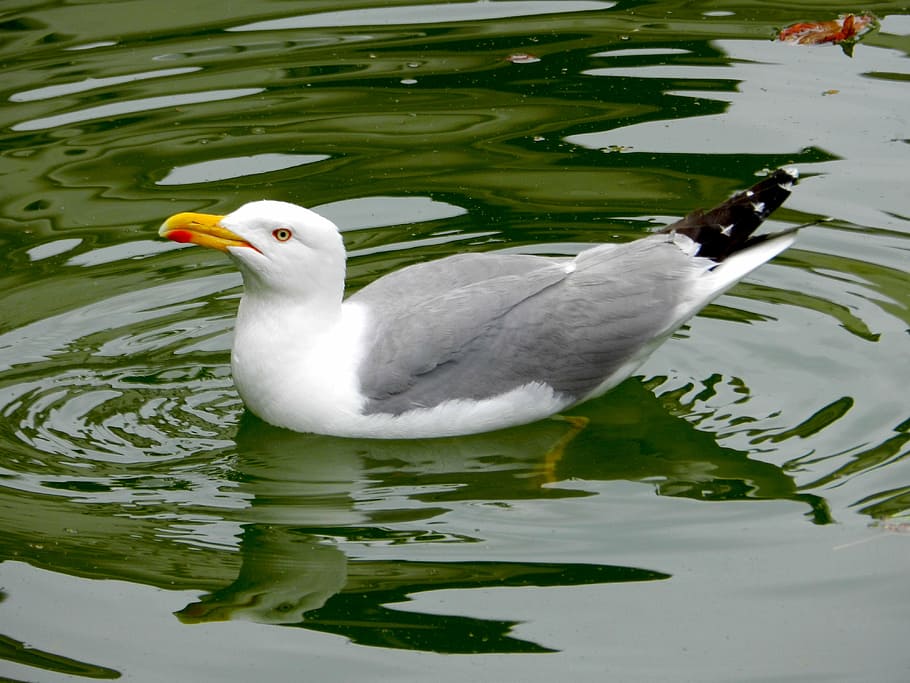 seagull, bird, ave, pond, seagulls, birds, animal themes, water HD wallpaper
