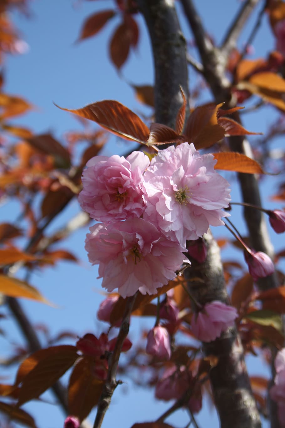spring, blossom, plant, flower, flowering plant, growth, tree HD wallpaper