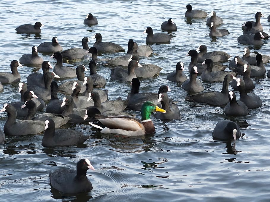 coots-mallard-water-anders.jpg