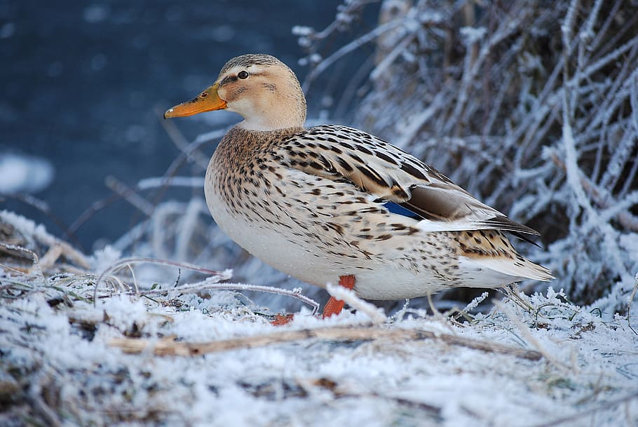 Duck, Winter, Snow, one animal, bird, nature, animal wildlife HD wallpaper
