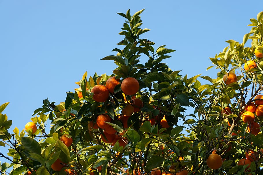 bunch of orange during daytime, green, tree, sky, plant, food and drink HD wallpaper