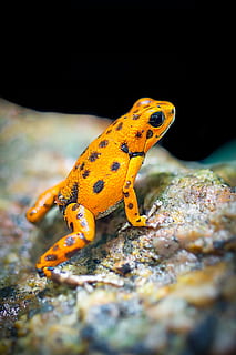 HD wallpaper: Orange and Black Frog, amphibian, animal, biology, close-up,  color | Wallpaper Flare