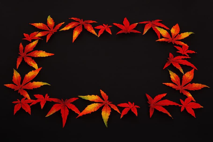 Autumn, Background, Dark, Frame, Color, decoration, fall, leaf HD wallpaper