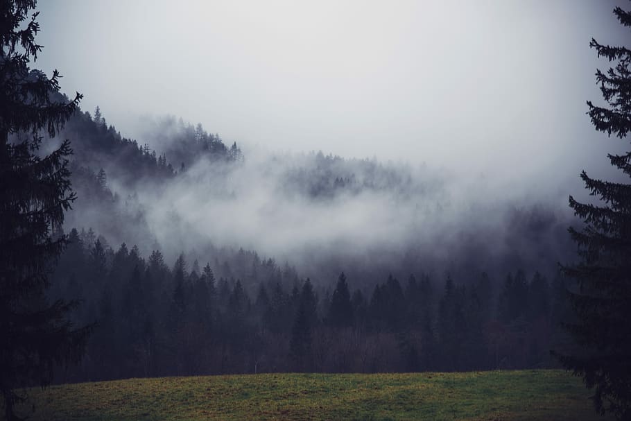 pine trees covered with fog under cloudy sky, silhouette photo of trees during fog HD wallpaper