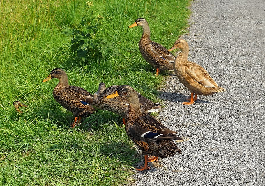 Ducks, Curious, Color, young animals, colorful, cute, animal world HD wallpaper